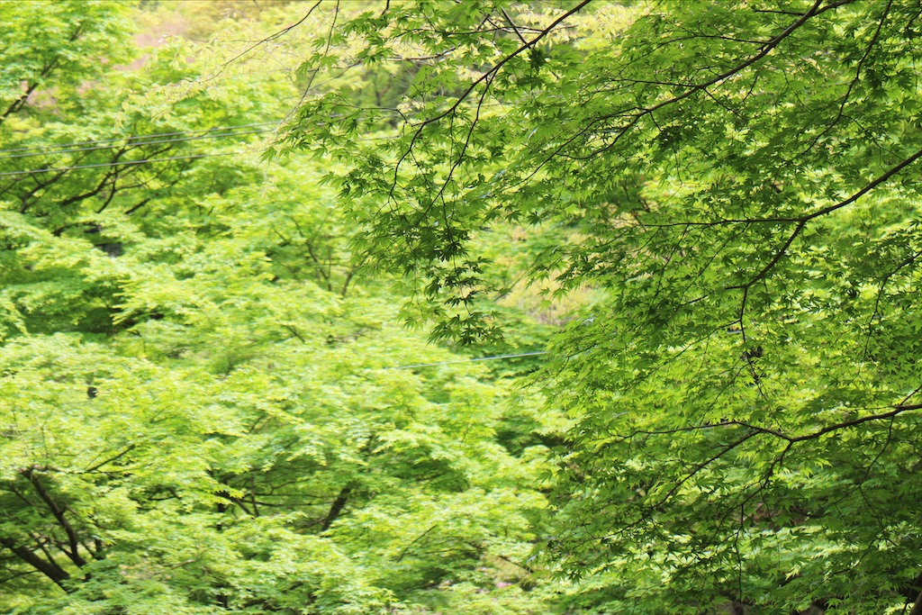 f:id:nichinichisou0808:20200503132442j:plain f:id:nichinichisou0808:20200503132442j:plain