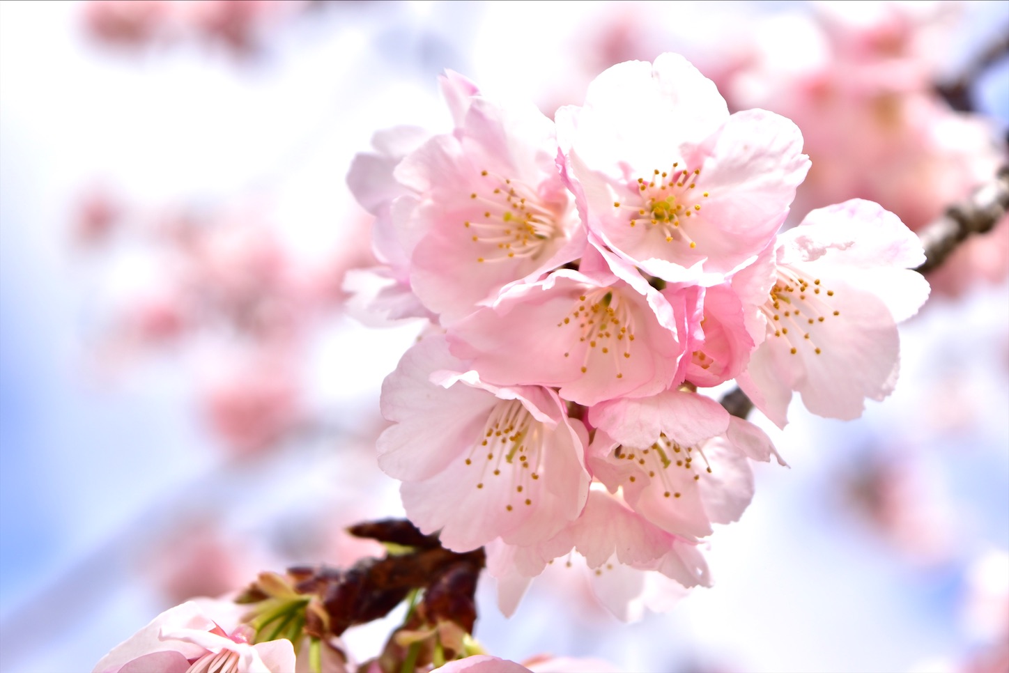 f:id:nichinichisou0808:20210316160216j:plain