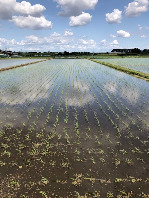 f:id:nichiriku:20200525142623j:plain