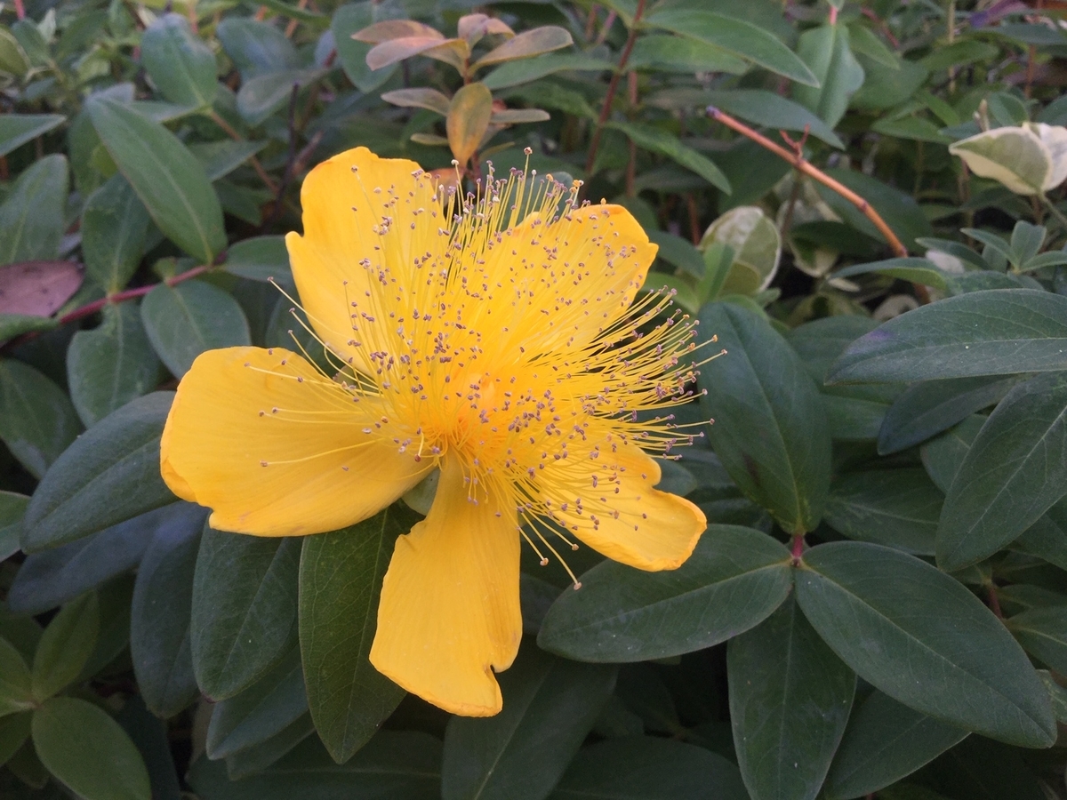 f:id:nichiriku:20200604115428j:plain