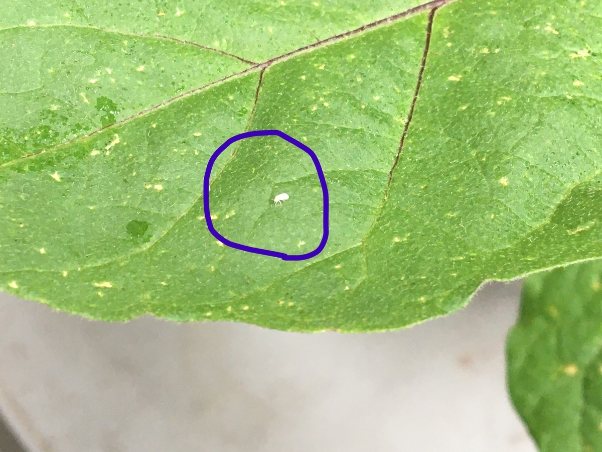 家庭菜園1年生のおナス成長期 ナスの葉に白い斑点が 葉の裏を注意して見てみたら虫を発見 対処法は 2 害虫発生 ニコレイトの畑