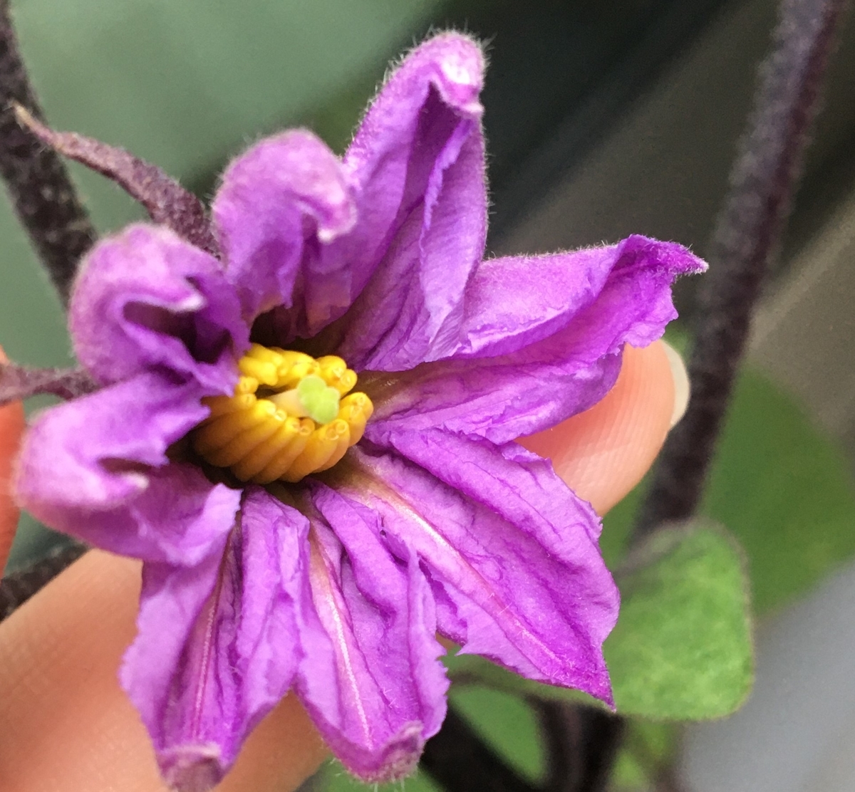 家庭菜園1年生のおナス成長記 ついにナス開花 花が咲いたら何かする必要あるの 咲いたらどのぐらいで収穫できるの 3一番花の開花 ニコレイトの畑 家庭菜園1年生のおナス成長記 ついにナス開花 花が咲いたら何かする必要あるの 咲いたらどのぐらいで収穫できるの 3一番花の開花 ニコレイトの畑