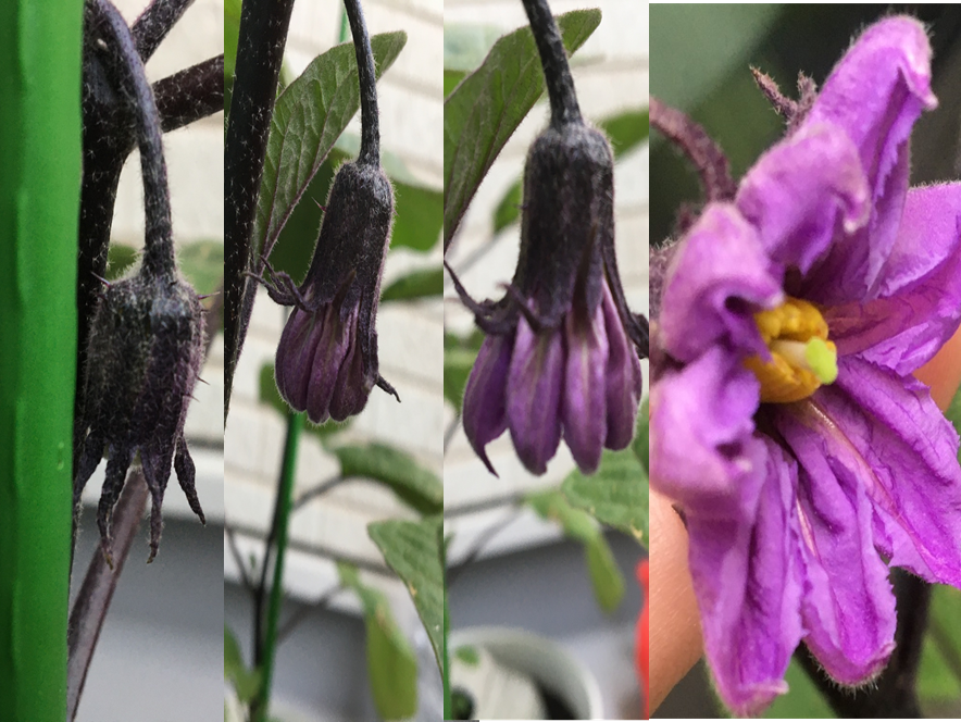 家庭菜園1年生のおナス成長記 ついにナス開花 花が咲いたら何かする必要あるの 咲いたらどのぐらいで収穫できるの 3一番花の開花 ニコレイトの畑 家庭菜園1年生のおナス成長記 ついにナス開花 花が咲いたら何かする必要あるの 咲いたらどのぐらいで収穫できるの 3一番花の開花 ニコレイトの畑