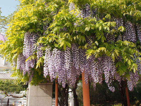f:id:nicky-akira:20190508224929p:plain f:id:nicky-akira:20190508224929p:plain