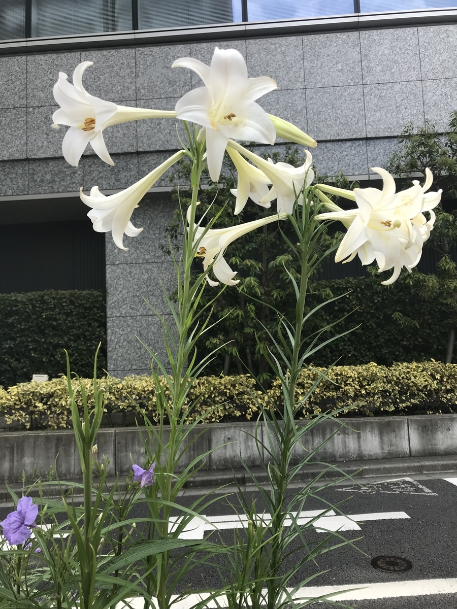 f:id:nicky-akira:20190825082003j:plain f:id:nicky-akira:20190825082003j:plain