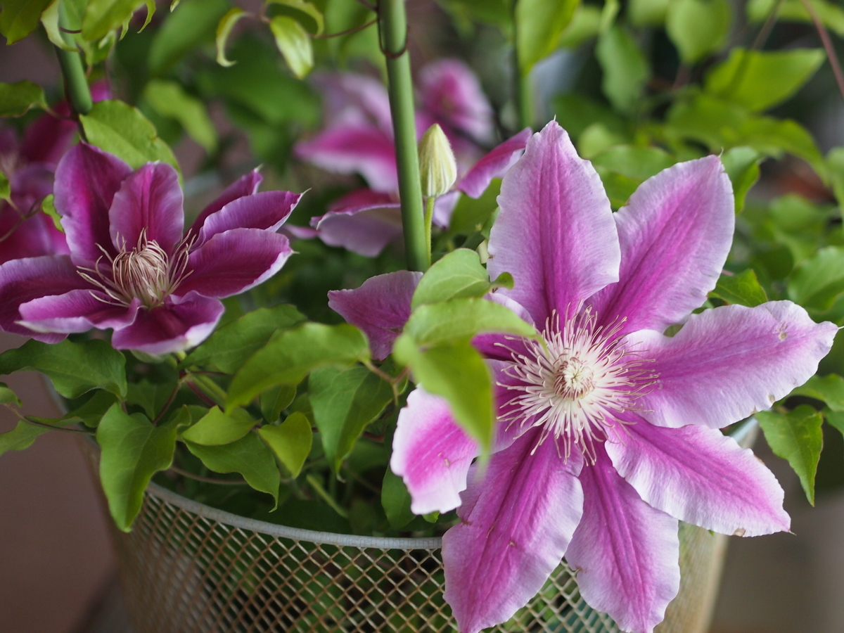 f:id:nicky-akira:20200422080512j:plain