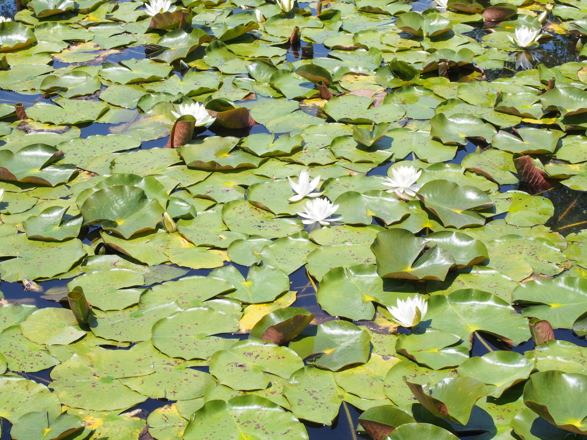 f:id:nicky-akira:20200522075505j:plain