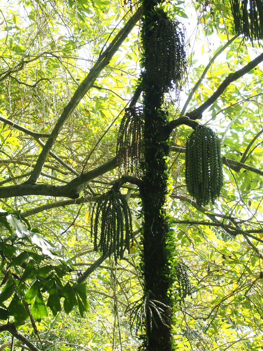 f:id:nicky-akira:20210312072611j:plain