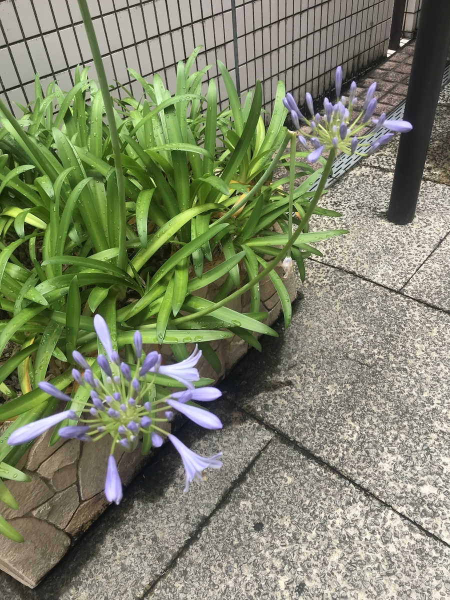 f:id:nicky-akira:20210614154509j:plain