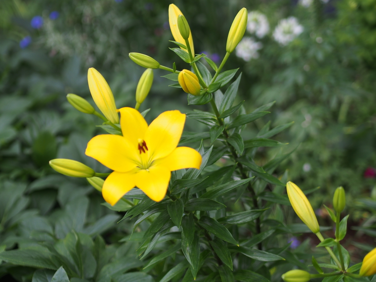 f:id:nicky-akira:20210629104839j:plain