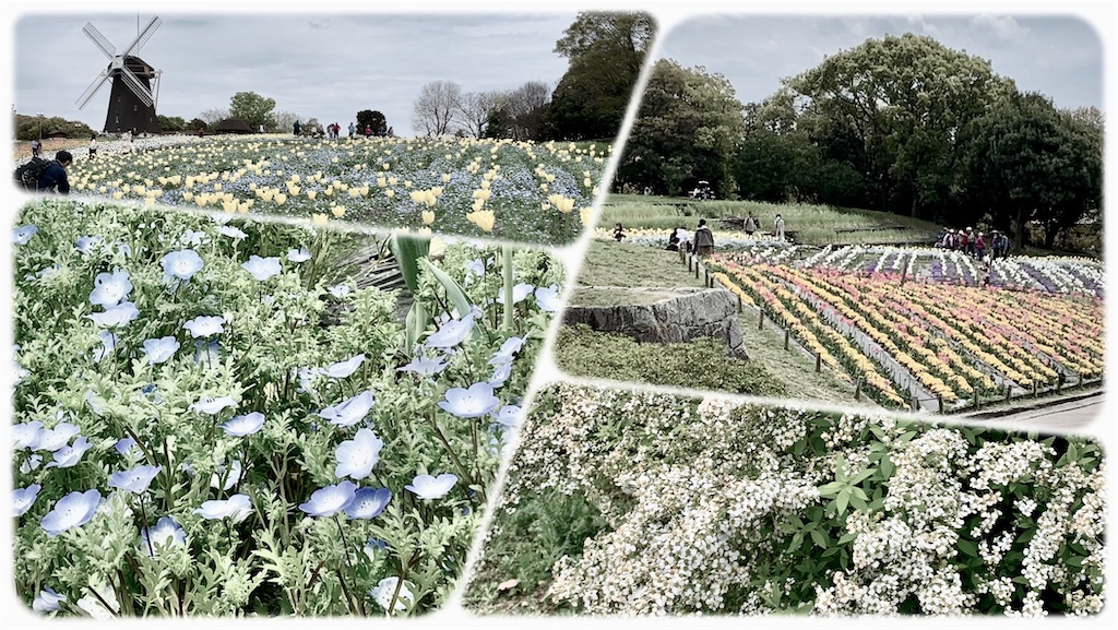 水彩de風景スケッチ 鶴見緑地のネモフィラ 2023 - スケッチで会いま