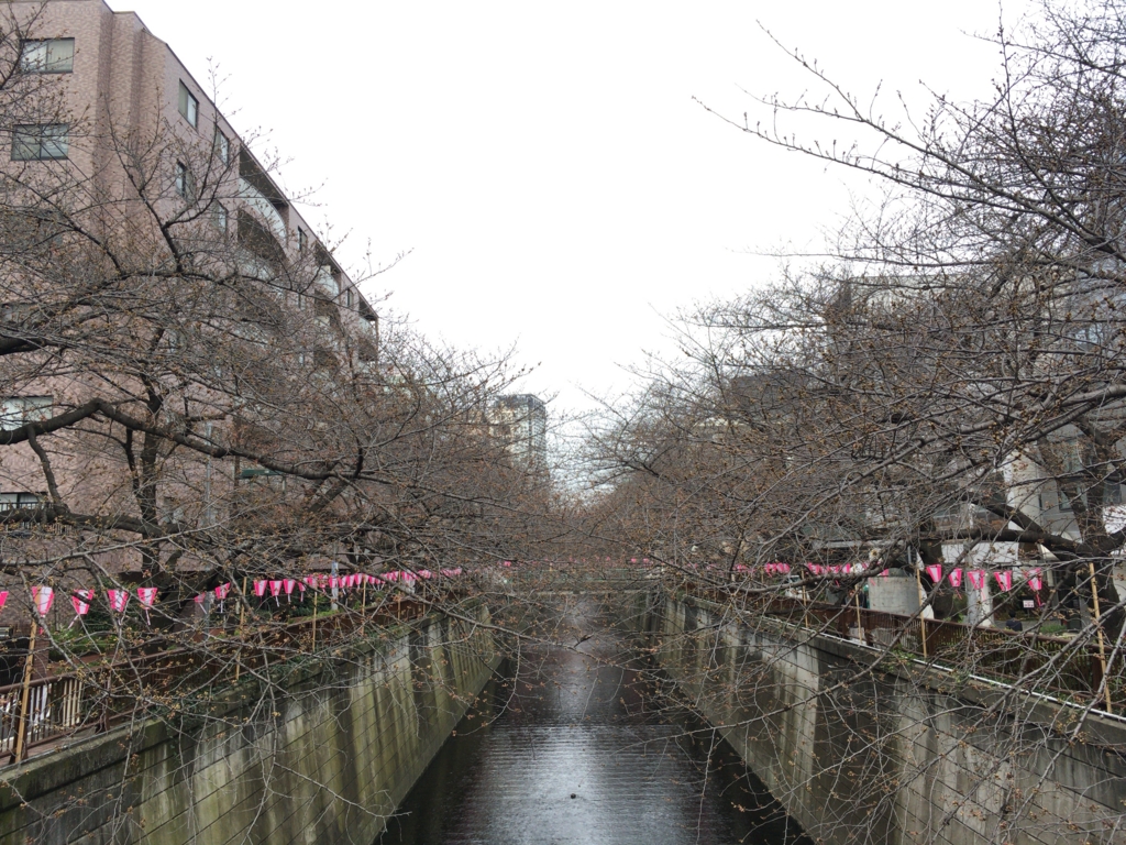 中目黒 さくら – 中目黒 川沿い 桜 – KASI