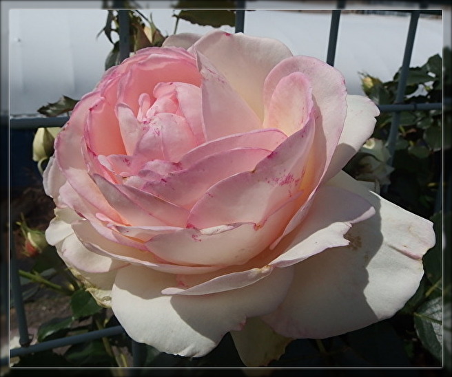 f:id:nicomari:20190517191801j:plain