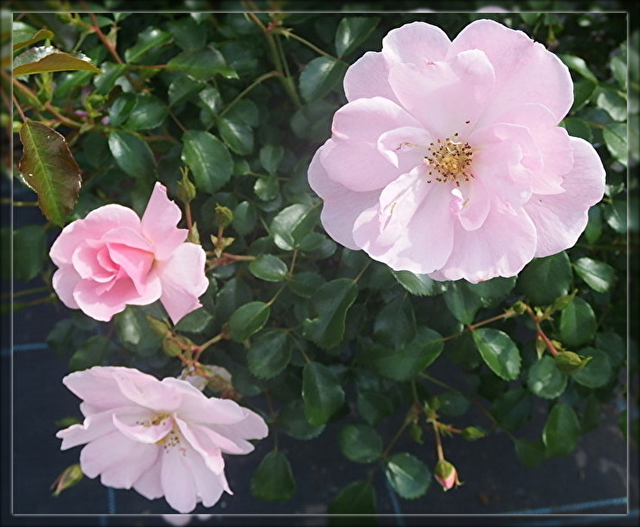 f:id:nicomari:20190517191802j:plain