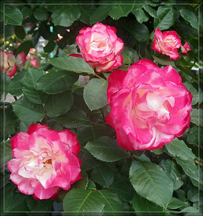 f:id:nicomari:20190517191805j:plain