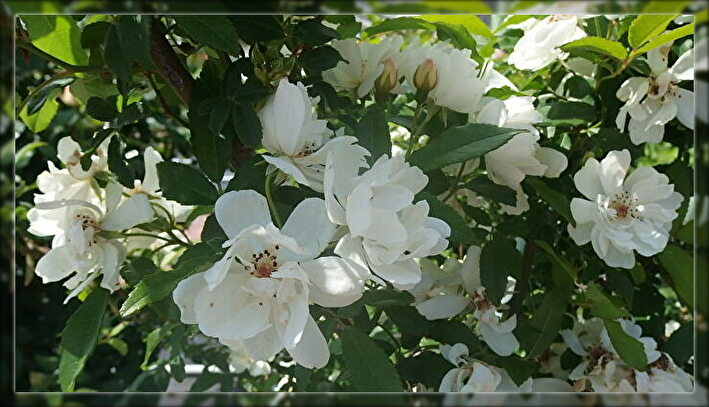 f:id:nicomari:20190517191806j:plain