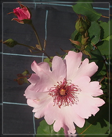 f:id:nicomari:20190517191807j:plain