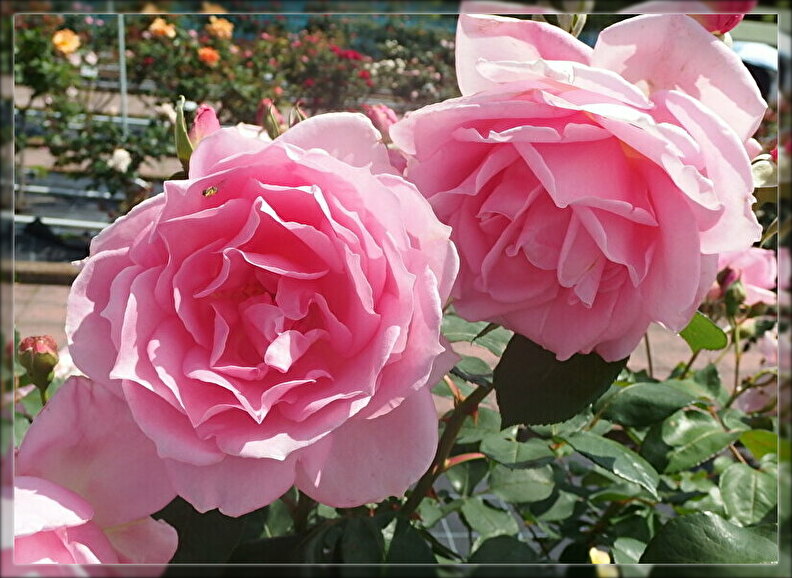 f:id:nicomari:20190517193002j:plain