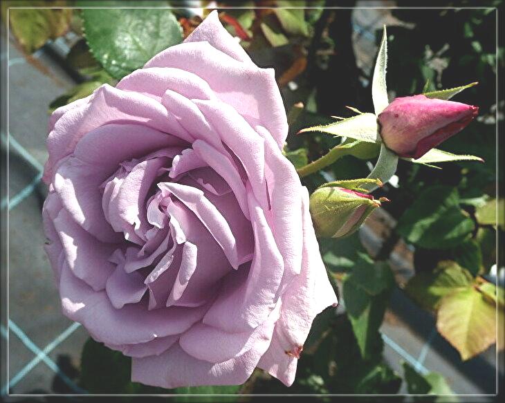 f:id:nicomari:20190517193003j:plain