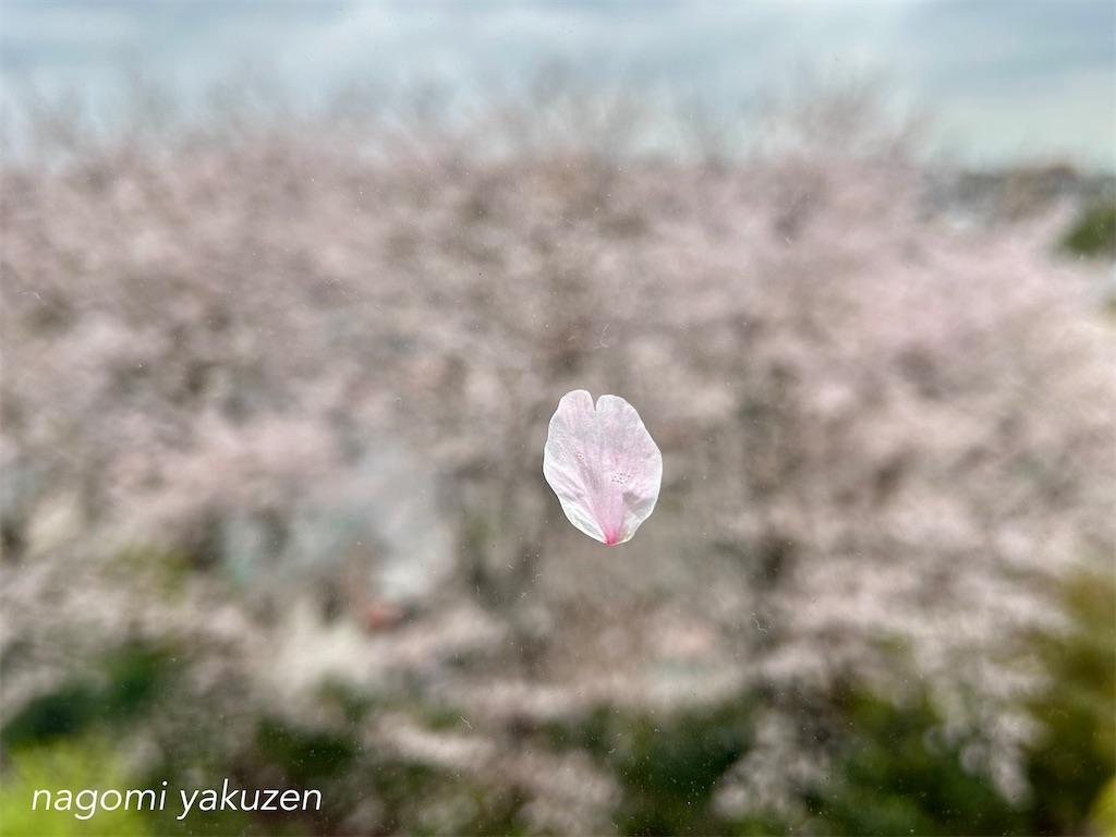 f:id:niconico-happy:20260401175426j:image