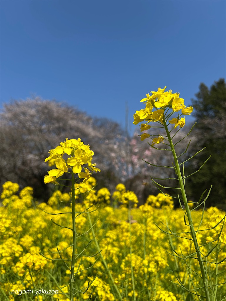 f:id:niconico-happy:20260402181008j:image