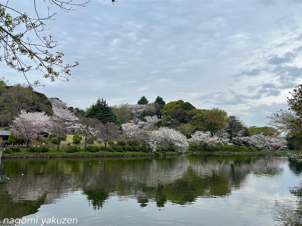 f:id:niconico-happy:20260404164822j:image
