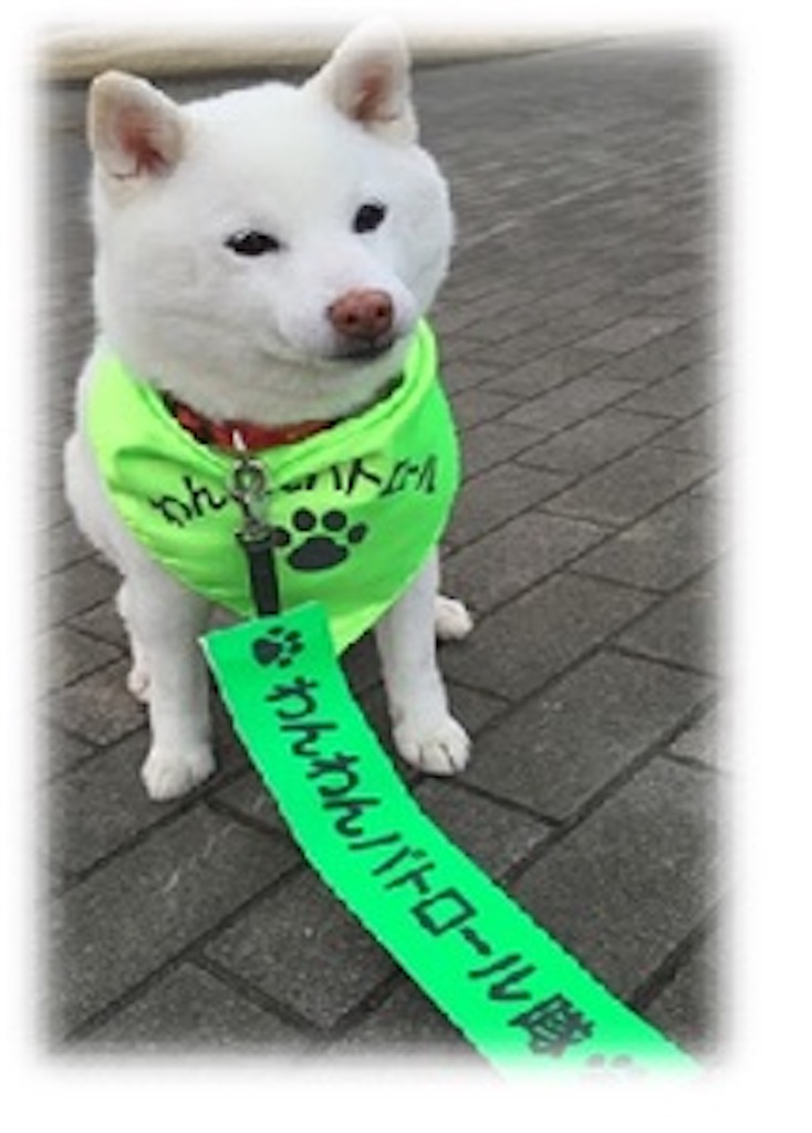 f:id:niconicousausa:20260601200207j:image