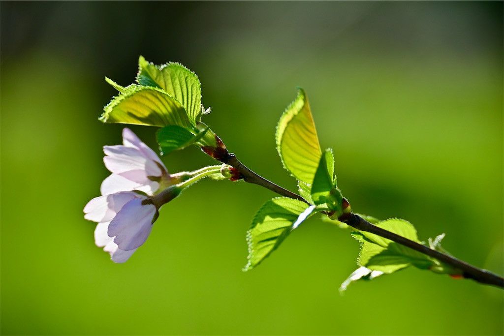 f:id:nicopon0324:20260412105408j:image f:id:nicopon0324:20260412105408j:image