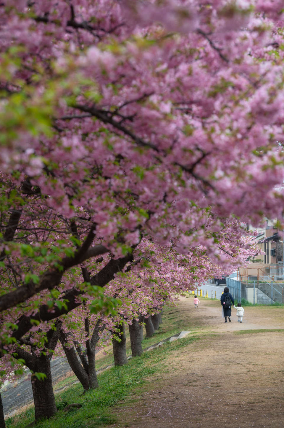 Z 6II、AF-S NIKKOR 70-200mm f/2.8E FL ED VR