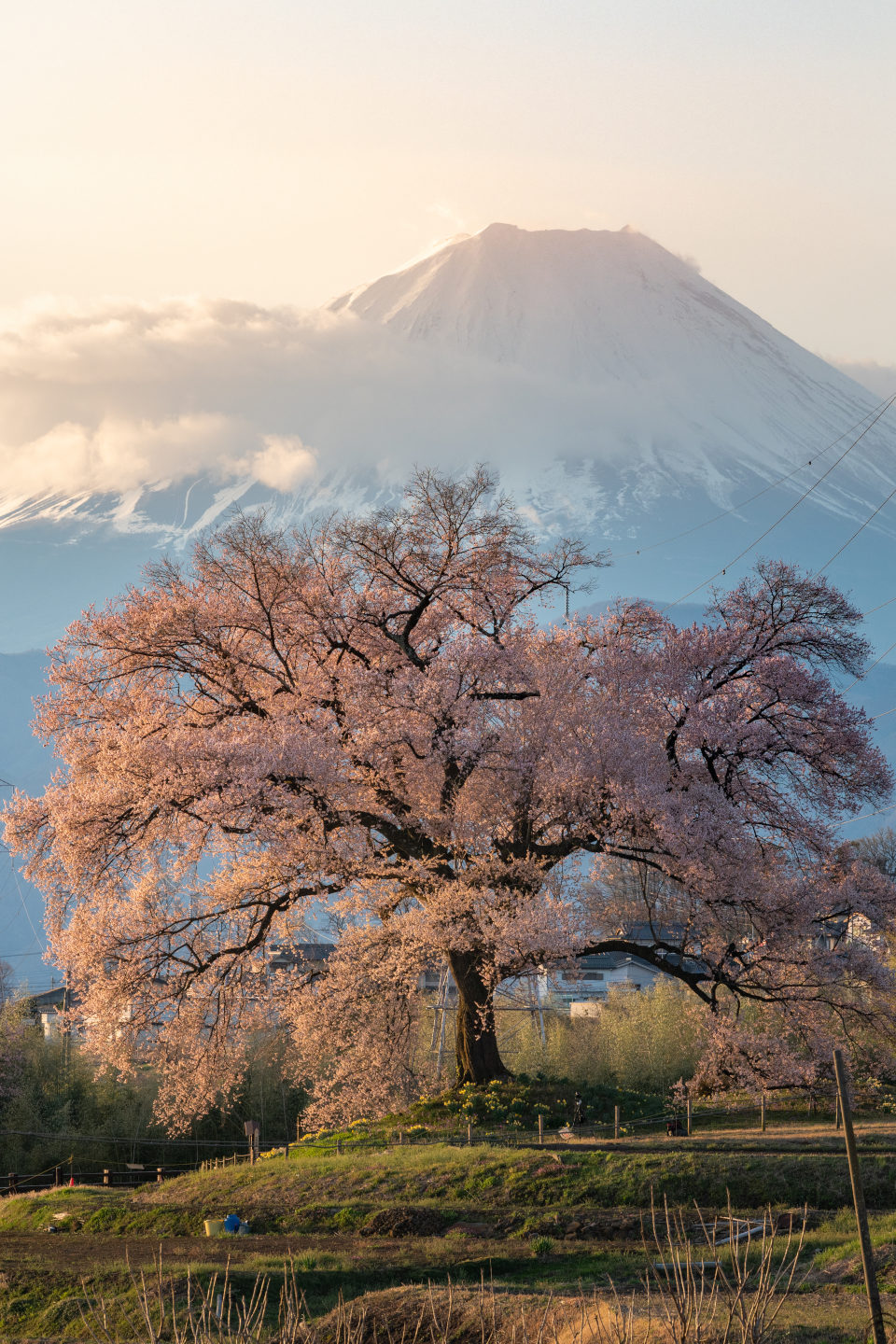 D850、AF-S NIKKOR 70-200mm f/2.8E FL ED VR