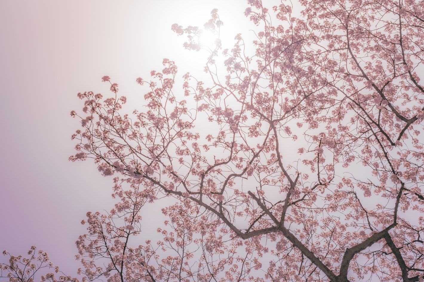Z 6II、NIKKOR Z 50mm f/1.8 S