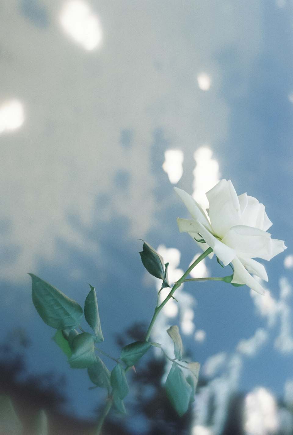 【熱海】花・海・レトロな街を巡る旅 - フィルムとデジタル、二人のフォトグラファーが写し出す熱海の魅力