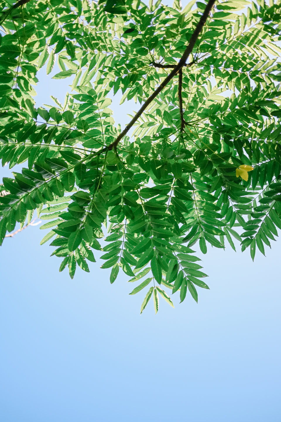 Z f を手に巡る鳥取旅 – 鳥取砂丘、植田正治写真美術館、花回廊…１泊２日で巡る11スポット