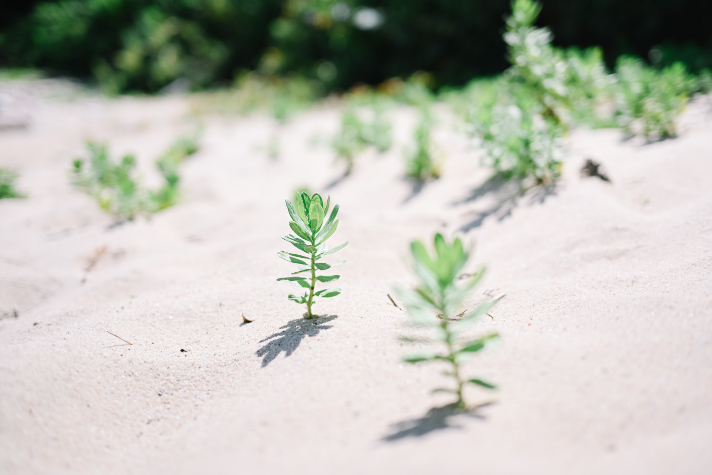 Z f を手に巡る鳥取旅 – 鳥取砂丘、植田正治写真美術館、花回廊…１泊２日で巡る11スポット