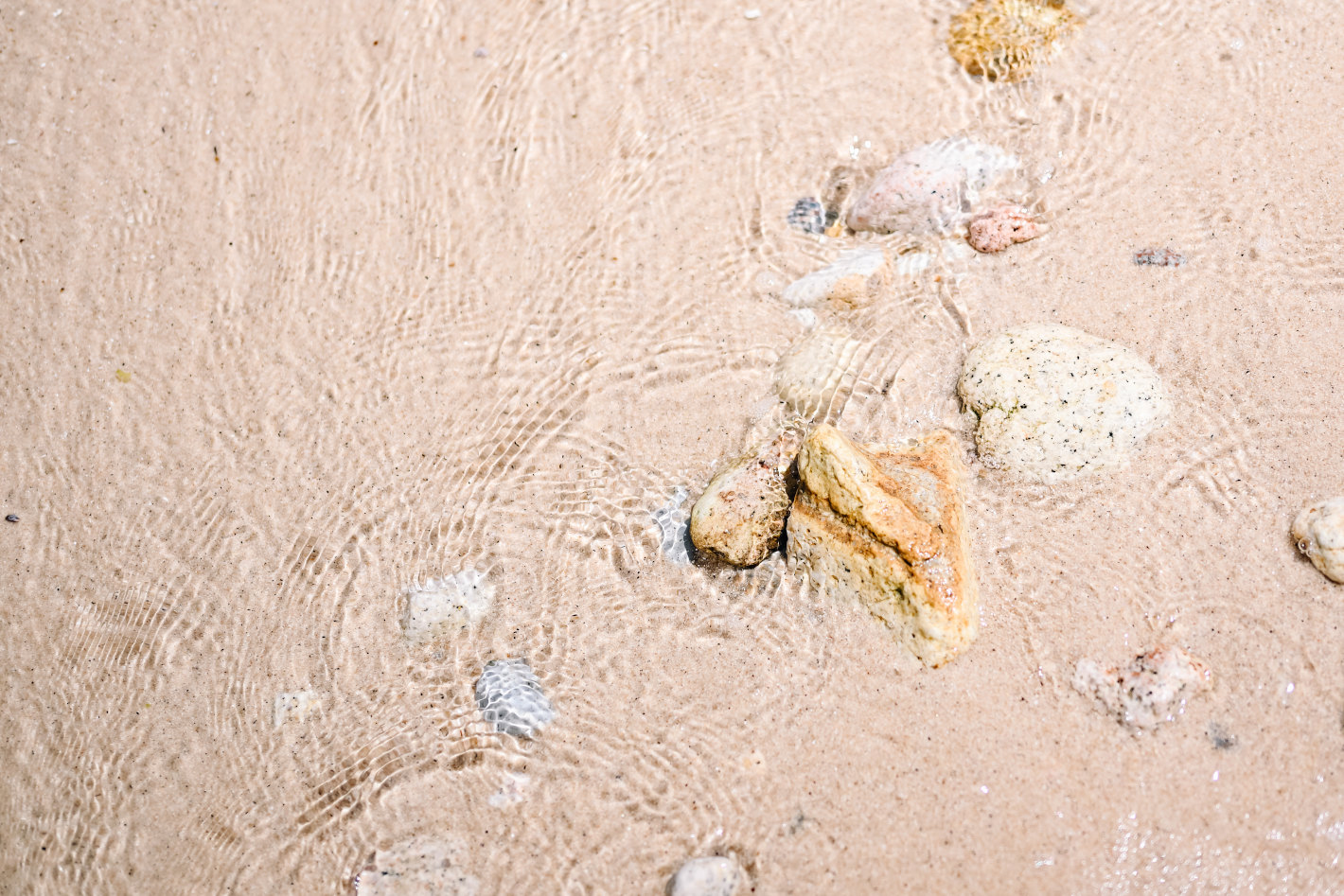 Z f を手に巡る鳥取旅 – 鳥取砂丘、植田正治写真美術館、花回廊…１泊２日で巡る11スポット