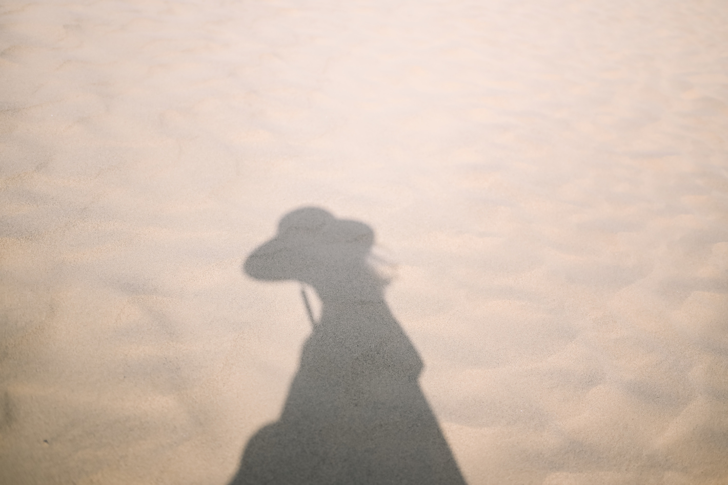 Z f、NIKKOR Z 40mm f/2（SE）