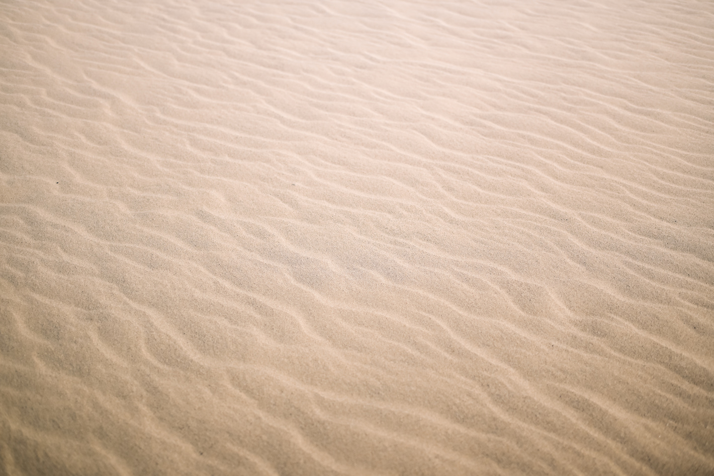 Z f、NIKKOR Z 40mm f/2（SE）