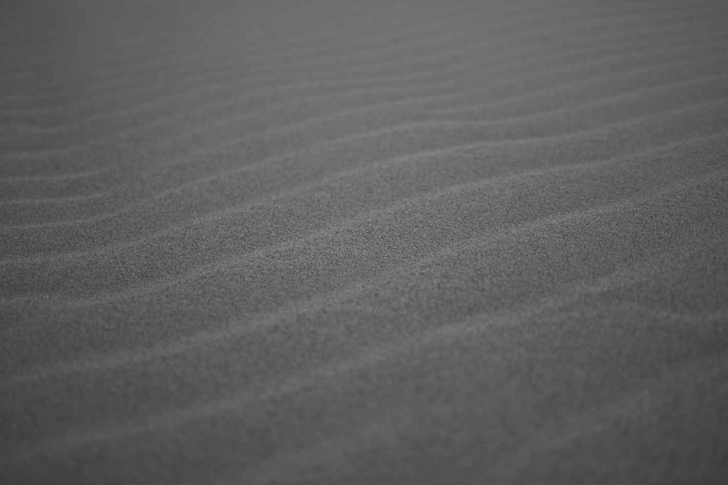 Z f を手に巡る鳥取旅 – 鳥取砂丘、植田正治写真美術館、花回廊…１泊２日で巡る11スポット