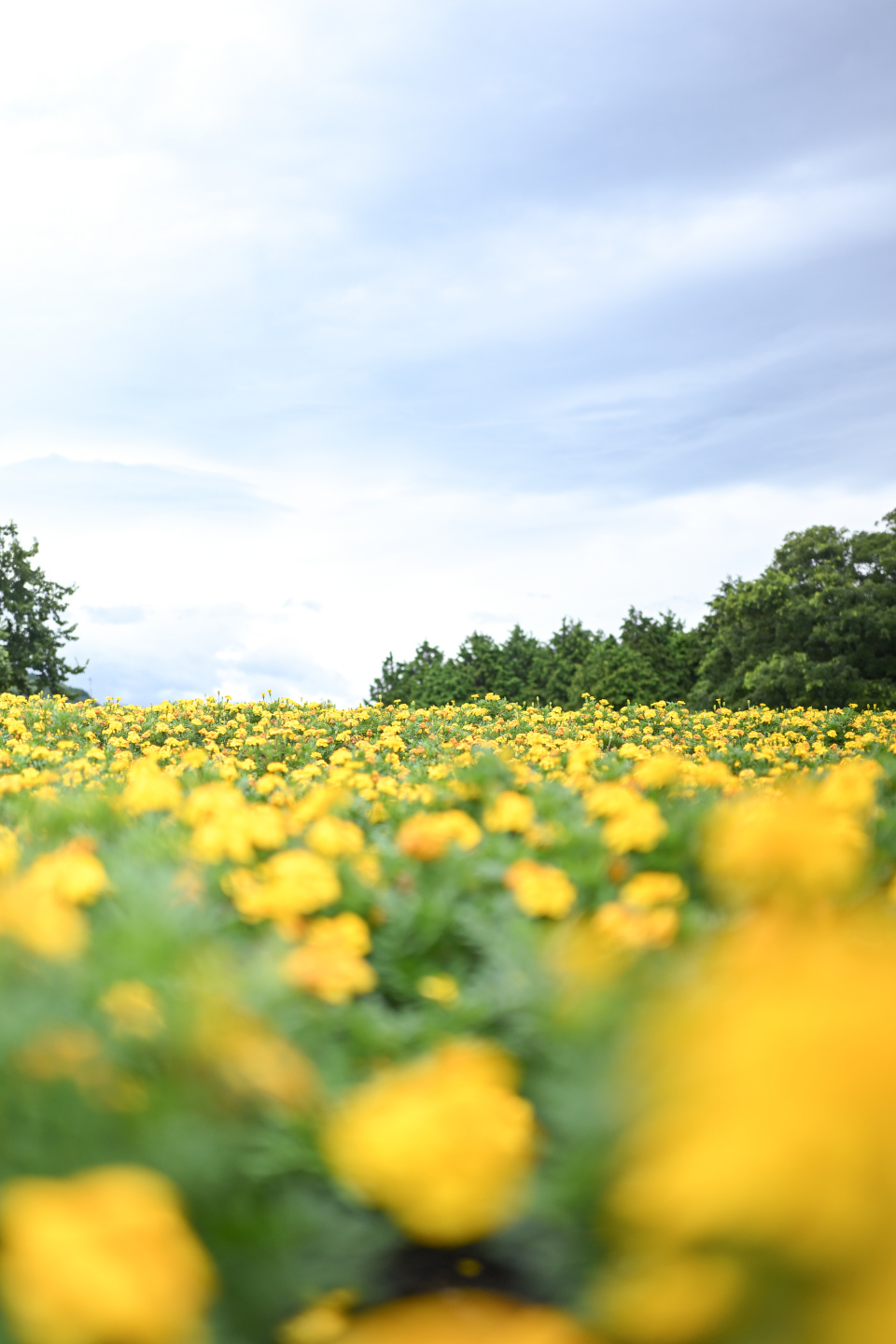 Z f を手に巡る鳥取旅 – 鳥取砂丘、植田正治写真美術館、花回廊…１泊２日で巡る11スポット