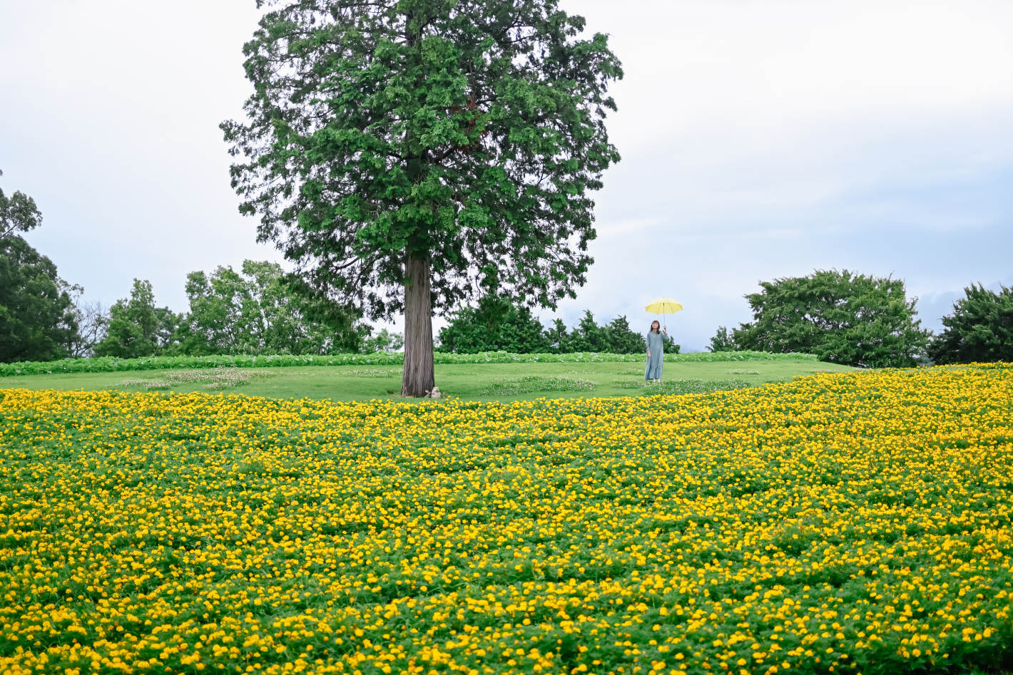 Z f を手に巡る鳥取旅 – 鳥取砂丘、植田正治写真美術館、花回廊…１泊２日で巡る11スポット