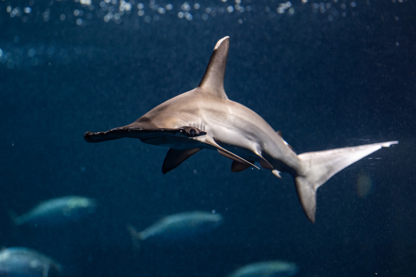 Z 8、NIKKOR Z 135mm f/1.8 S Plena／撮影地：葛西臨海水族園