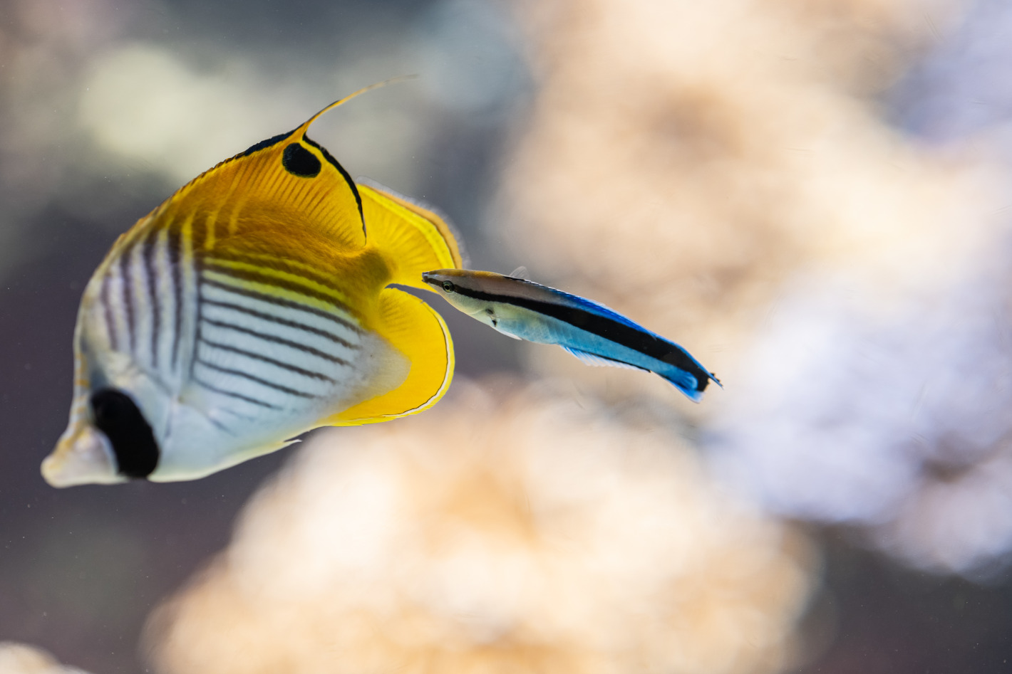 Z 8、NIKKOR Z 135mm f/1.8 S Plena／撮影地：葛西臨海水族園