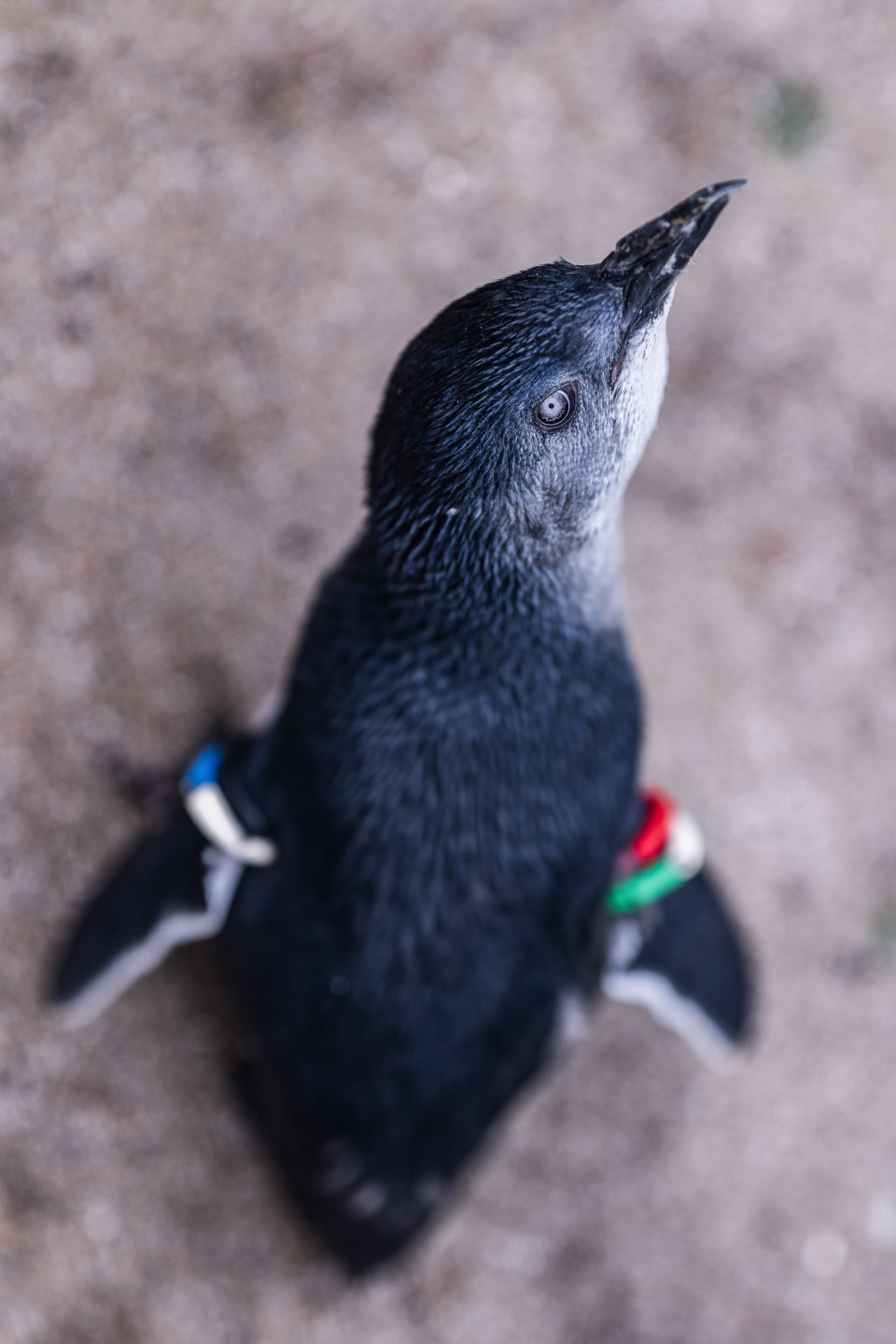 Z 8、NIKKOR Z 135mm f/1.8 S Plena／撮影地：葛西臨海水族園