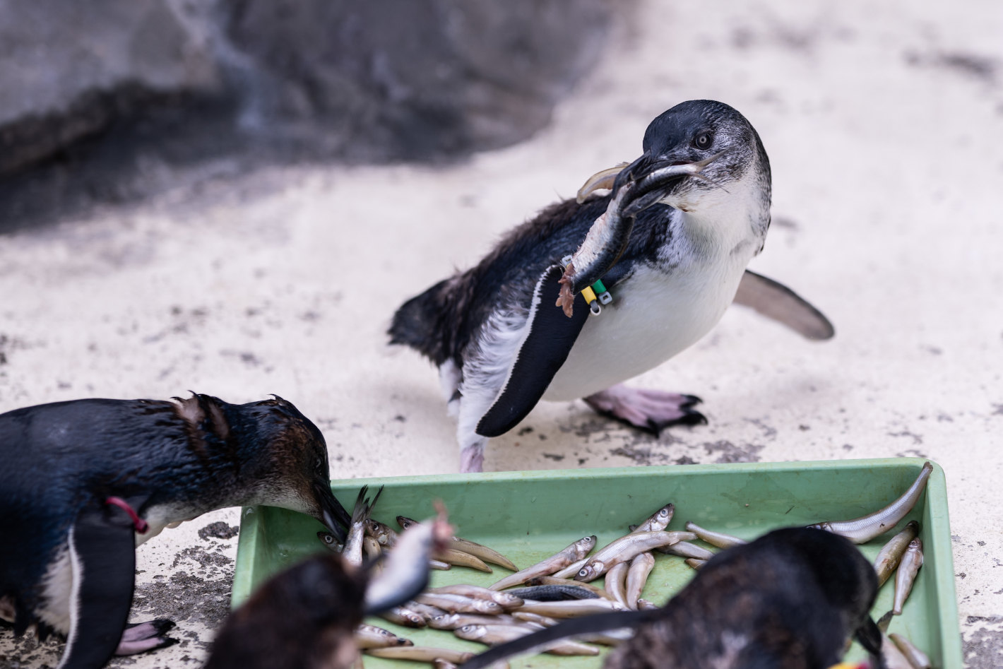 Z 8、NIKKOR Z 135mm f/1.8 S Plena／撮影地：葛西臨海水族園