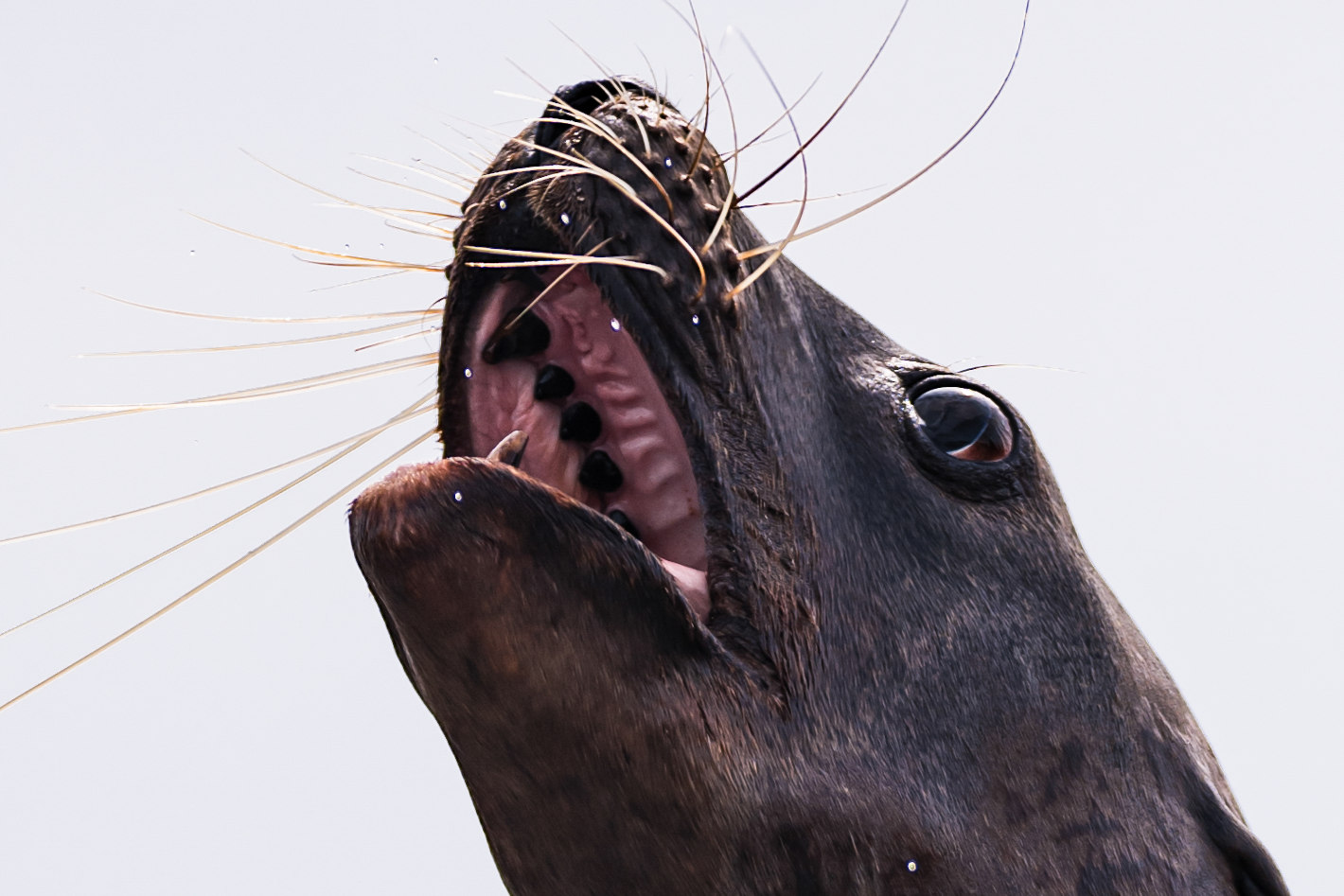 中望遠単焦点レンズ「NIKKOR Z 135mm f/1.8 S Plena」の描写力が生み出す、美しい水族館の世界