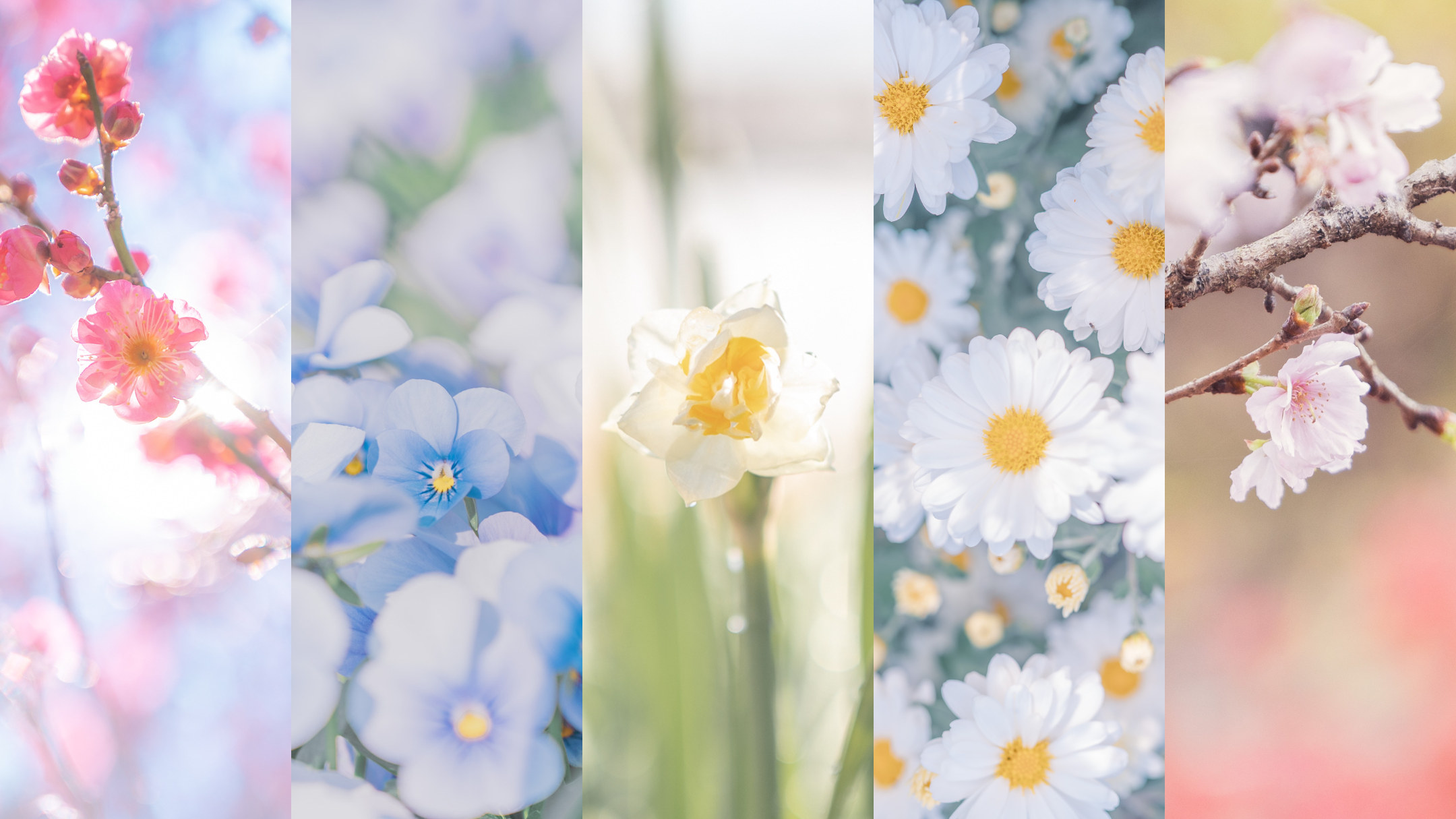 冬に撮りたい花5選と部屋で楽しむ花撮影 – 背景と光で、寒さの中で際立つ「美しさ」を表現しよう - NICO STOP（ニコストップ）｜フォト ...