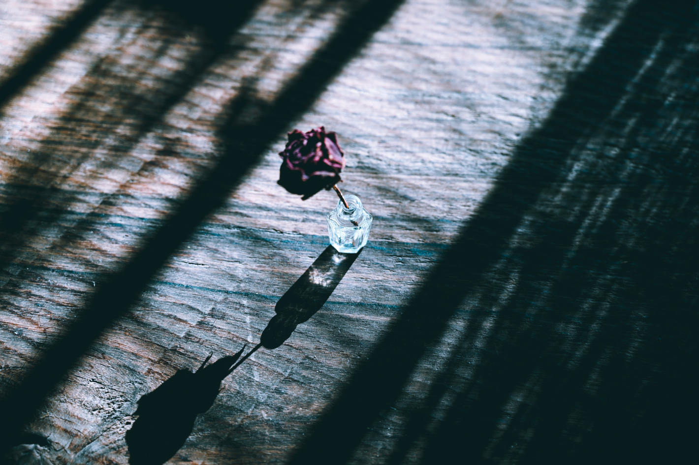 Z 6、NIKKOR Z 50mm f/1.8 S