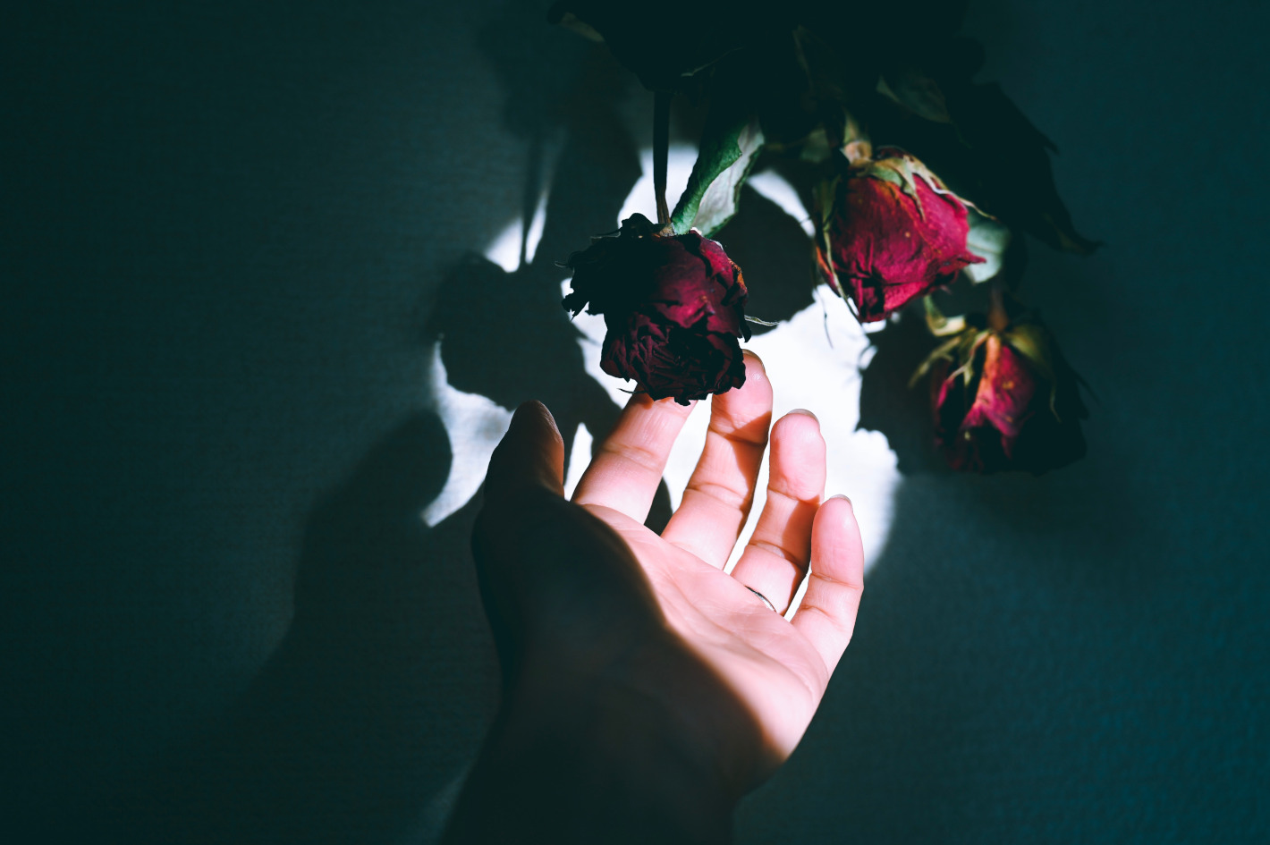 Z 6、NIKKOR Z 24-70mm f/4 S