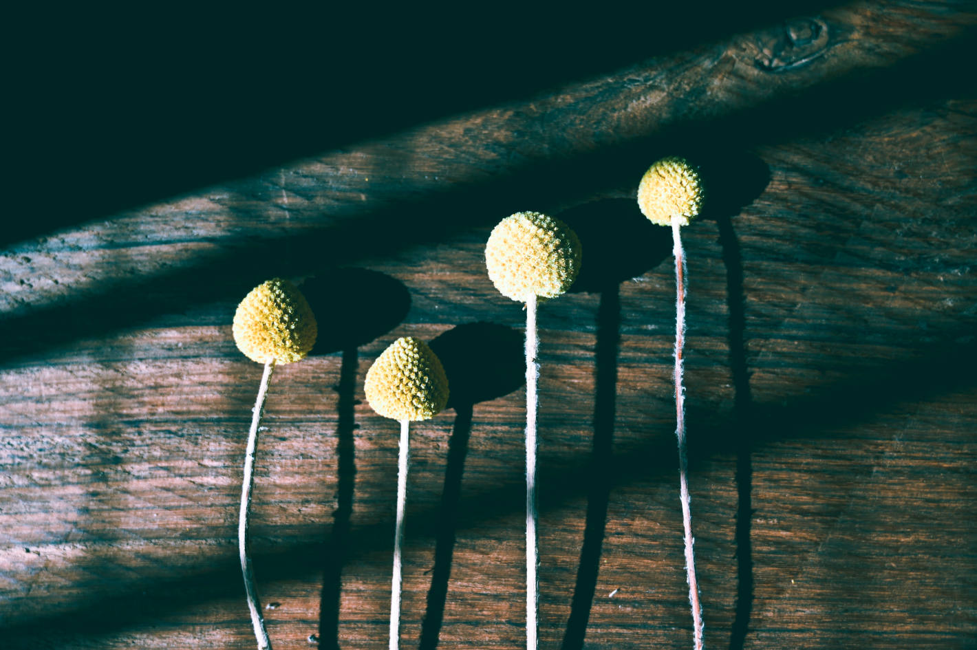 Z 6、NIKKOR Z 24-70mm f/4 S