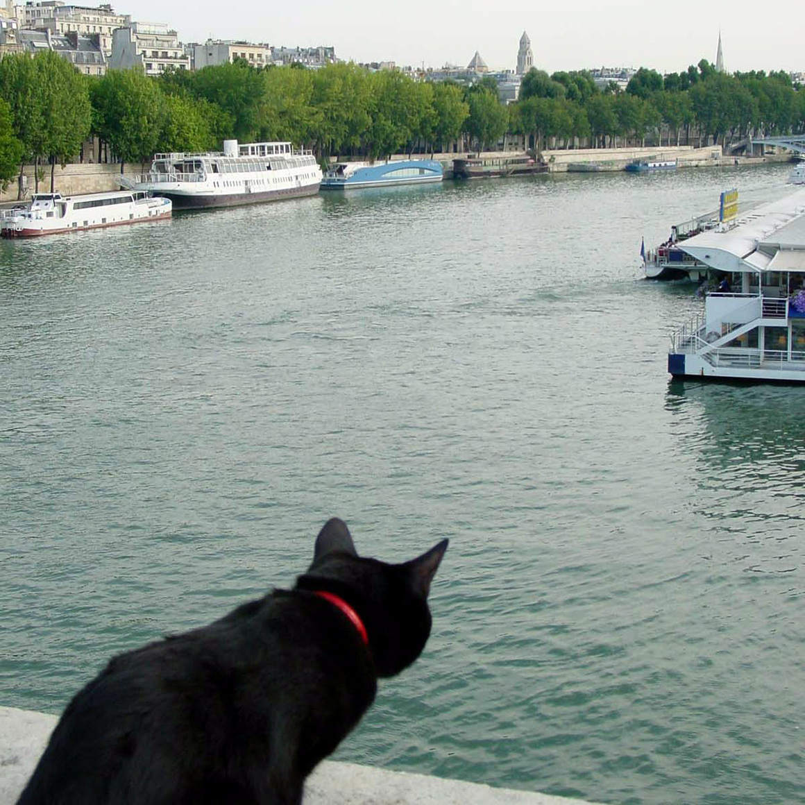猫と世界旅行!?黒猫ノロと飼い主がたどり着いた、旅と写真のライフスタイル 猫と世界旅行!?黒猫ノロと飼い主がたどり着いた、旅と写真のライフスタイル